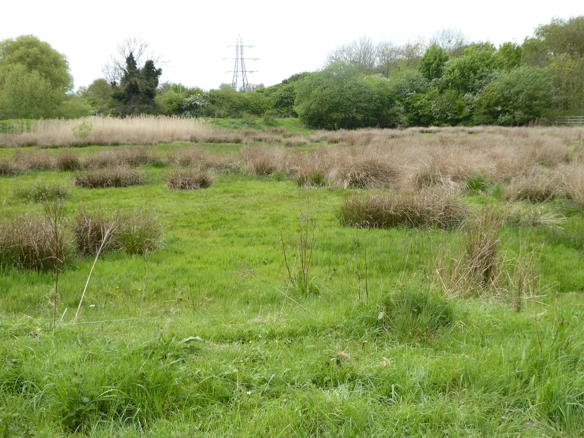 Abington Meadows