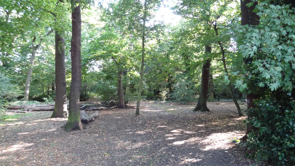 Ainslie Wood