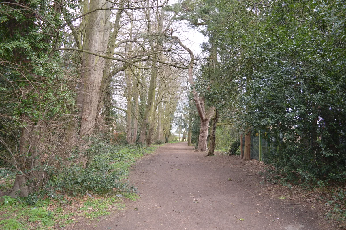 Albans Wood
