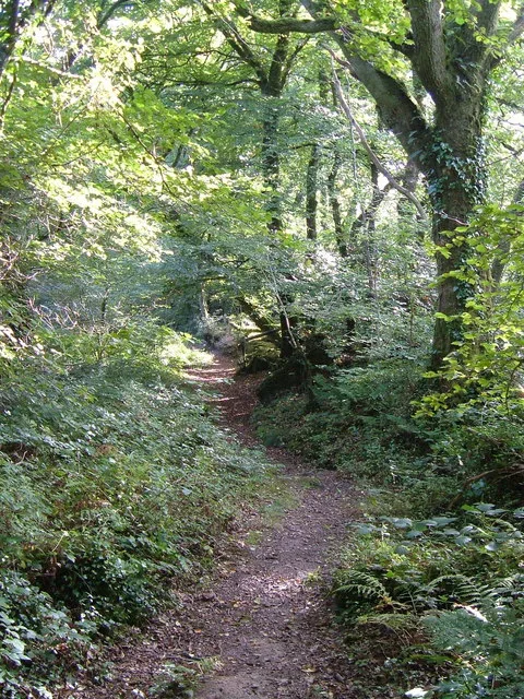 Andrew's Wood