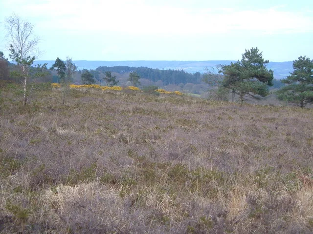 Aylesbeare Common RSPB reserve