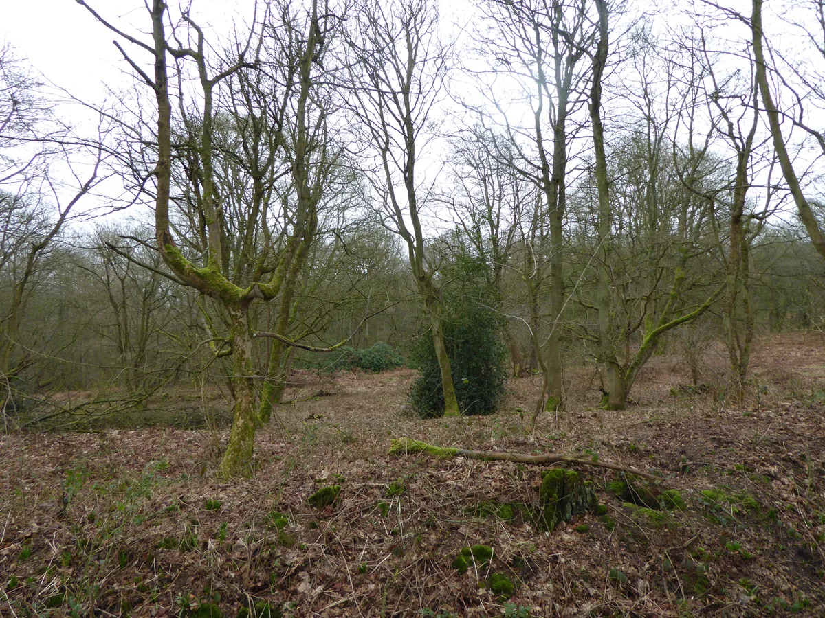 Badby Wood