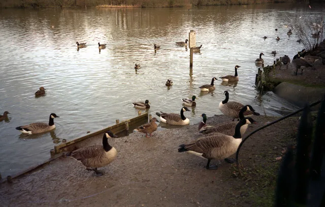 Bay Pond