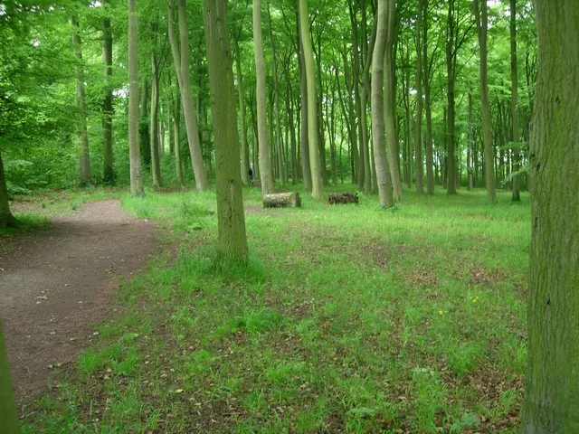 Beechwoods nature reserve