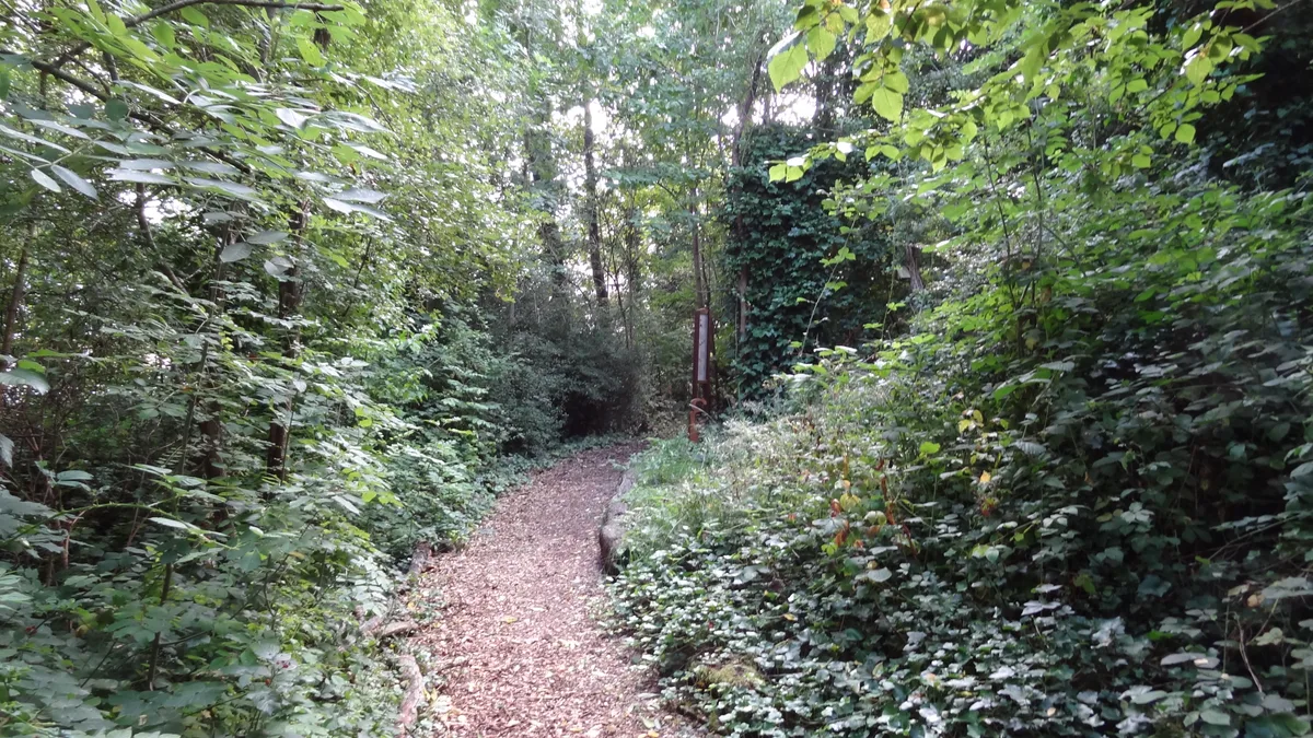 Belsize Wood