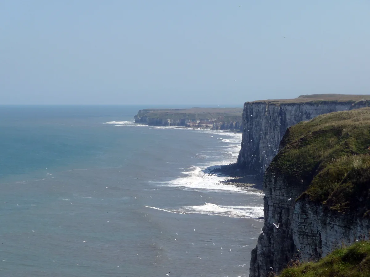 Bempton Cliffs RSPB reserve