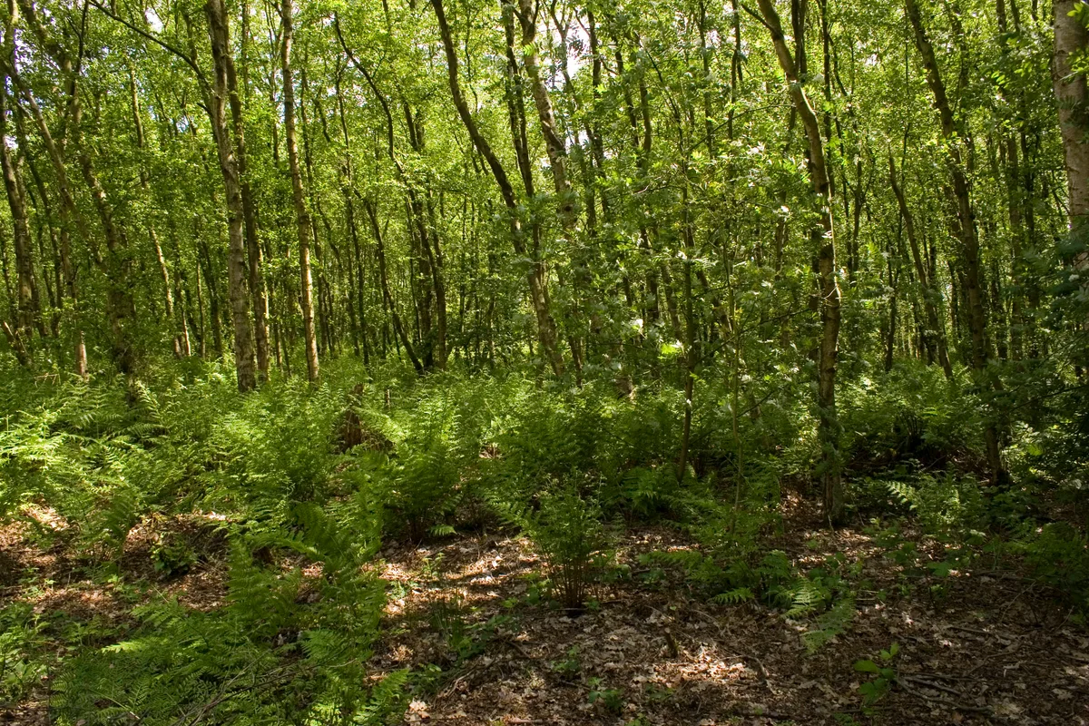 Birch Moss Covert Nature Reserve