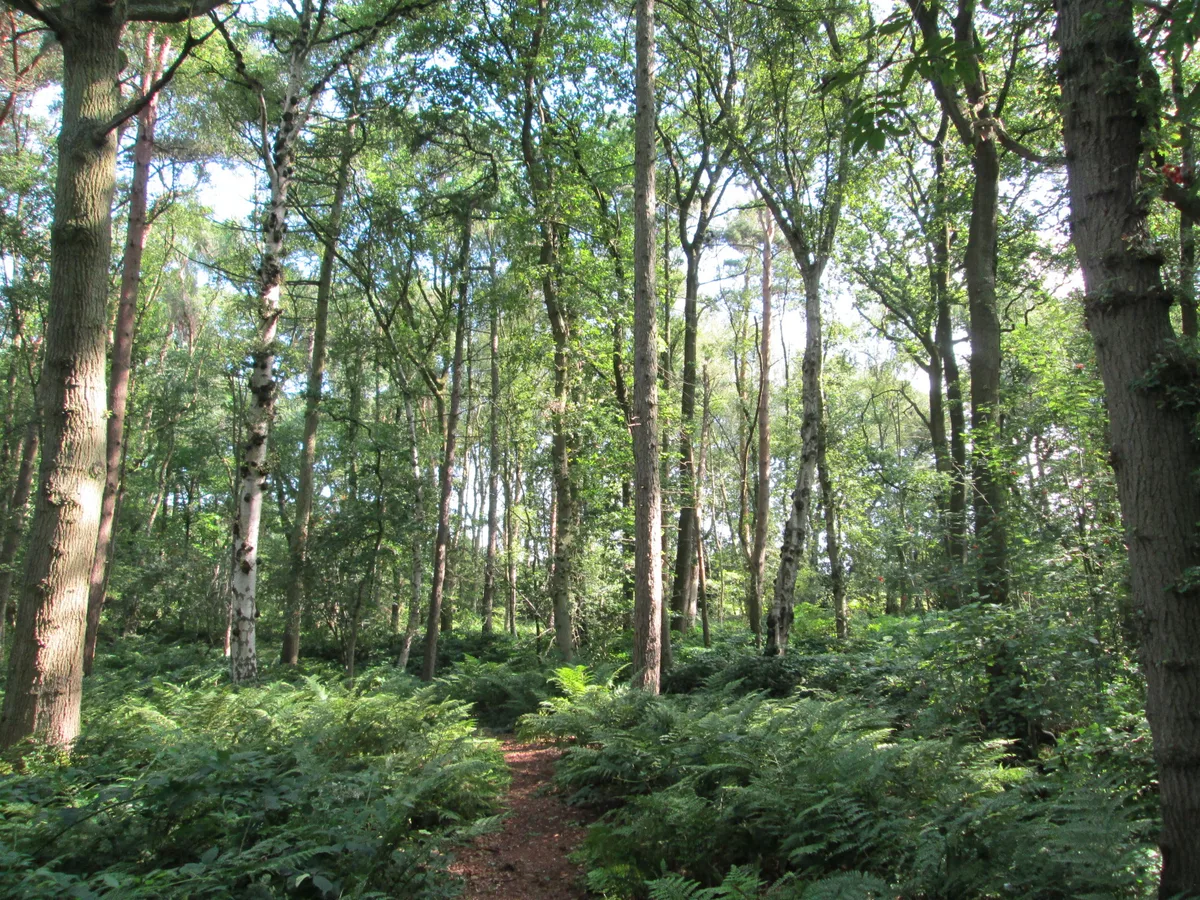 Black Firs and Cranberry Bog