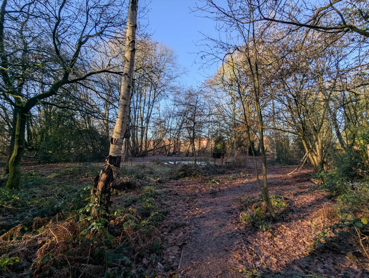 Black Firs Wood Nature Reserve