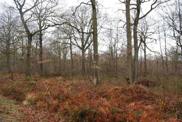 Blean Woods RSPB Reserve