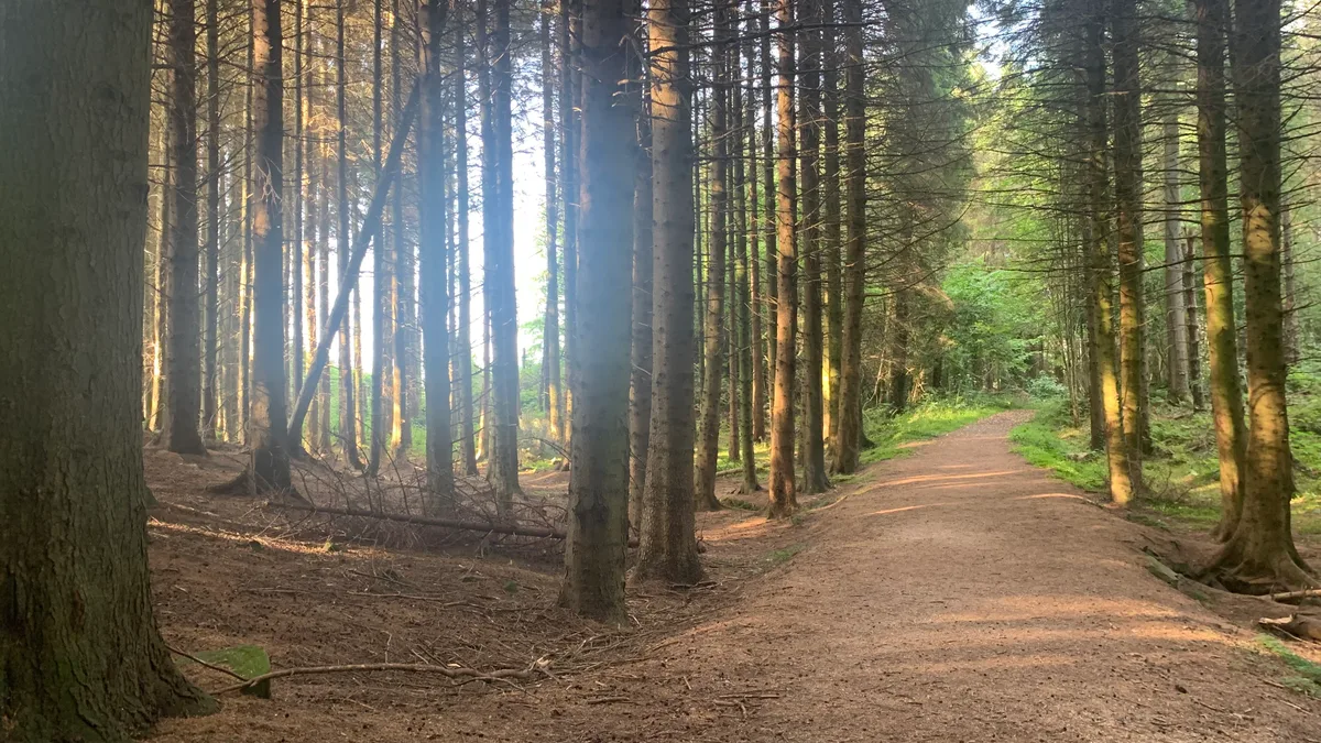 Bohill Forest