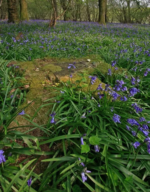 Boulsbury Wood