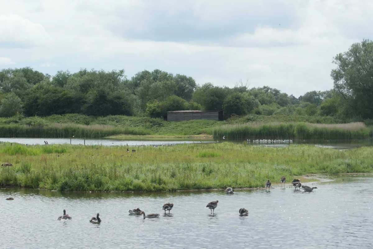 Brandon Marsh