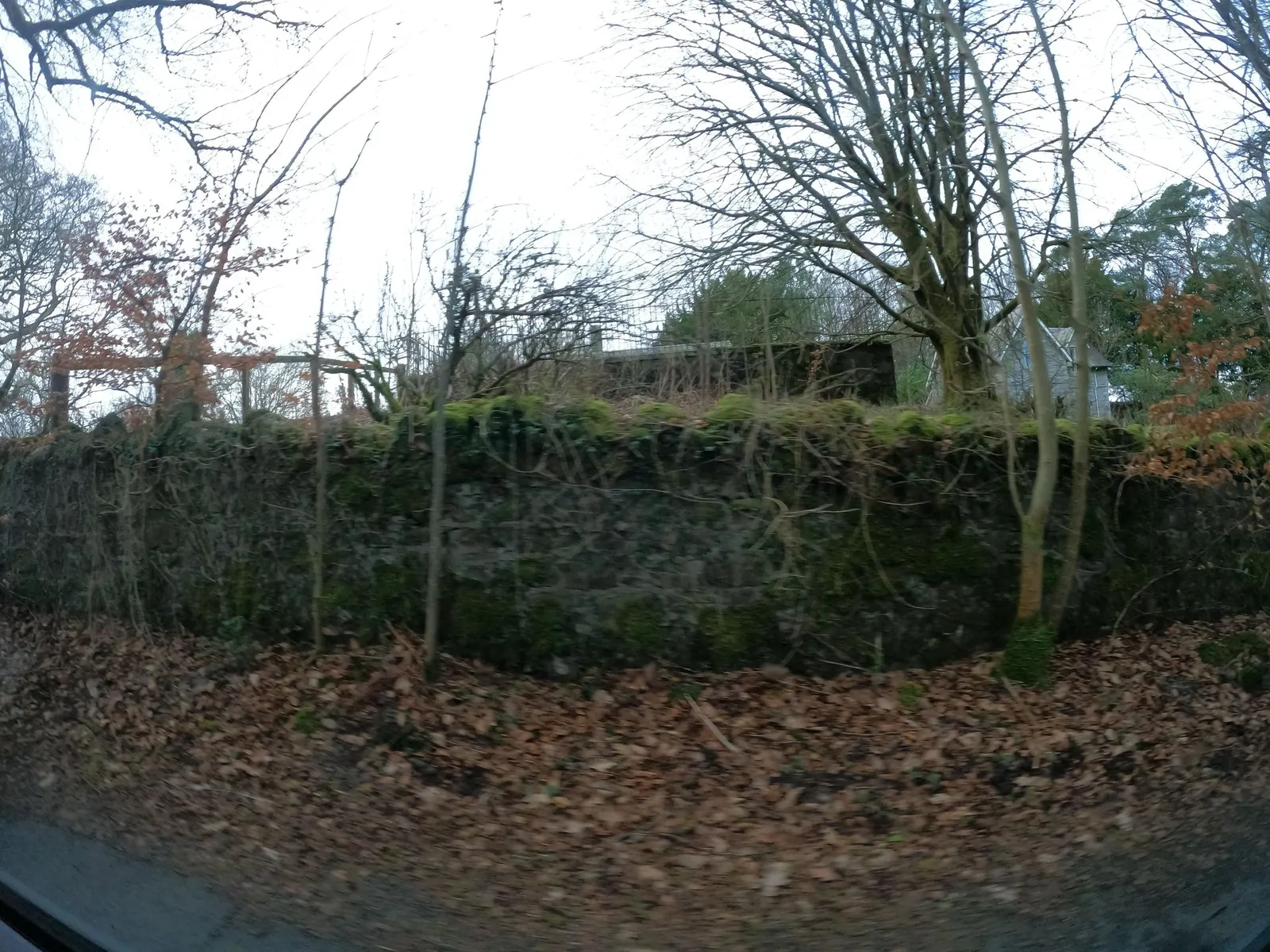 Bucks Linn