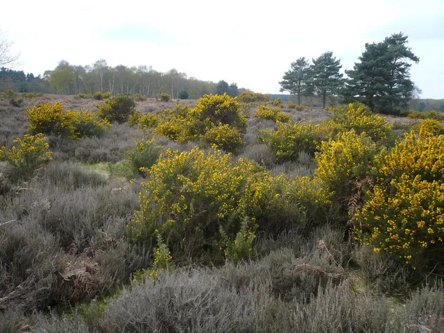 Budby South Forest RSPB reserve
