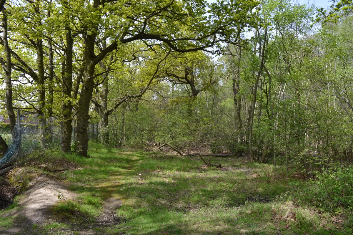 Bullock Wood