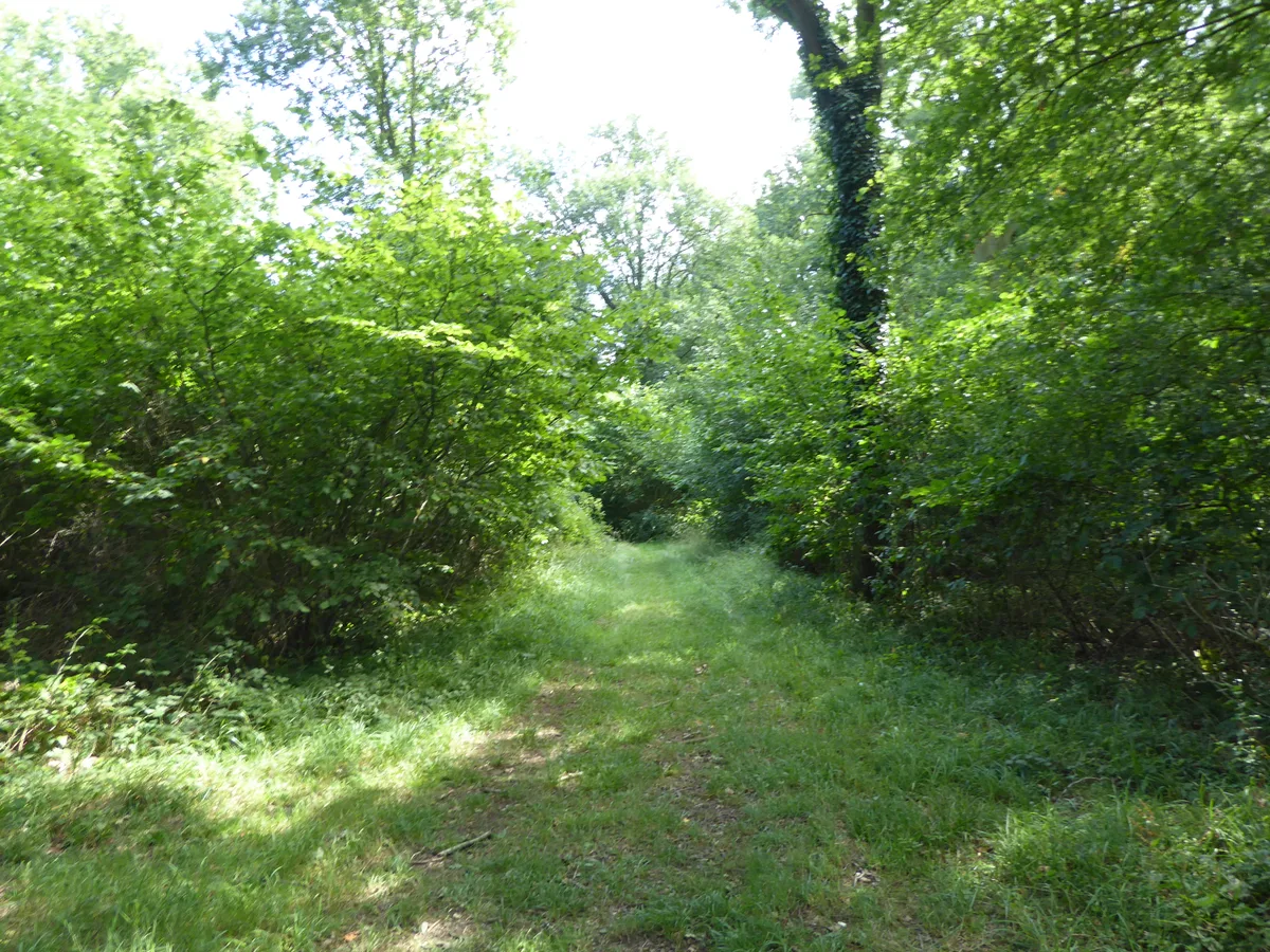 Bull's Wood