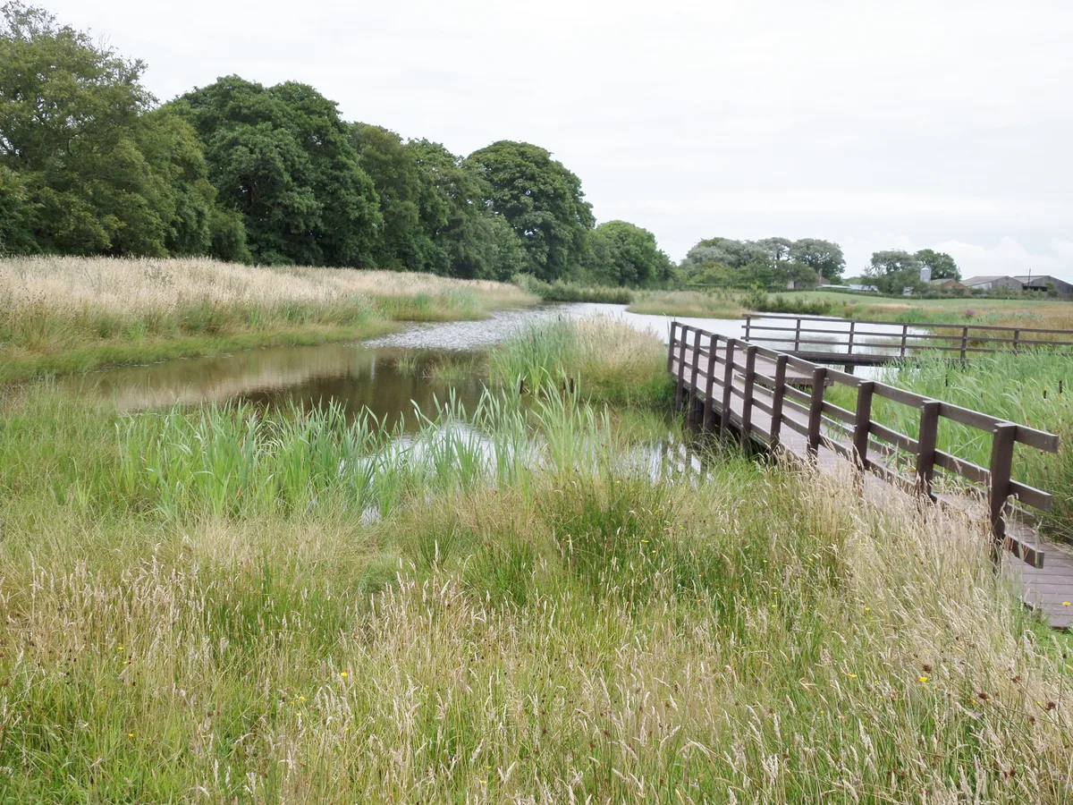 Campfield Marsh RSPB reserve