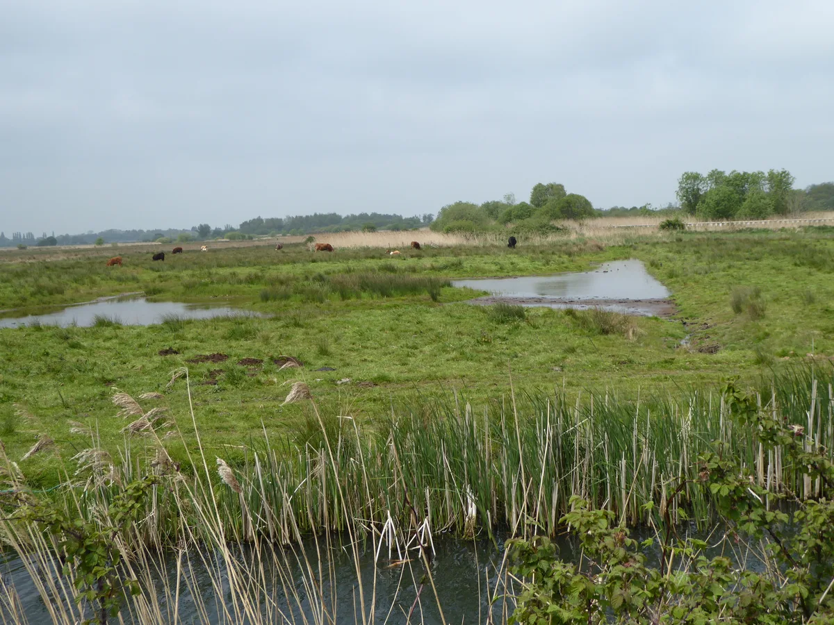 Carlton and Oulton Marshes