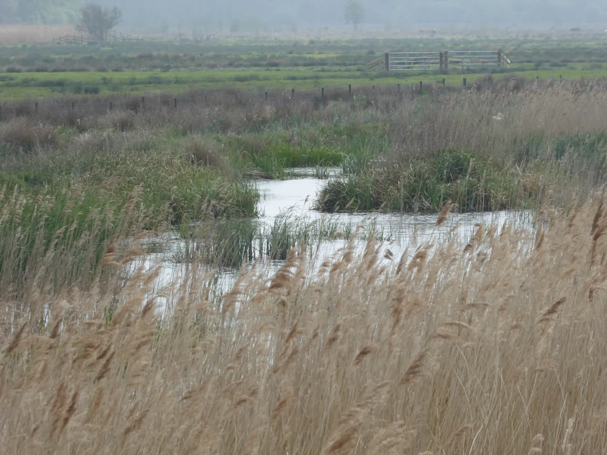Castle Marshes