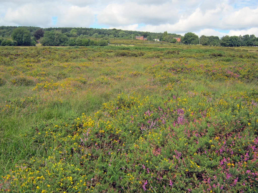 Catherton Common