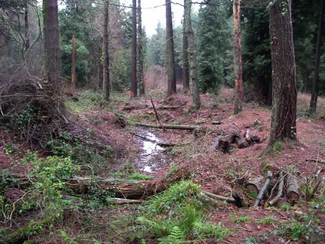 Chepstow Park Wood Earthwork