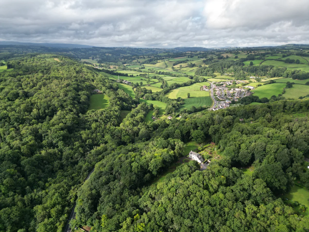 Coed Cilygroeslwyd Nature Reserve