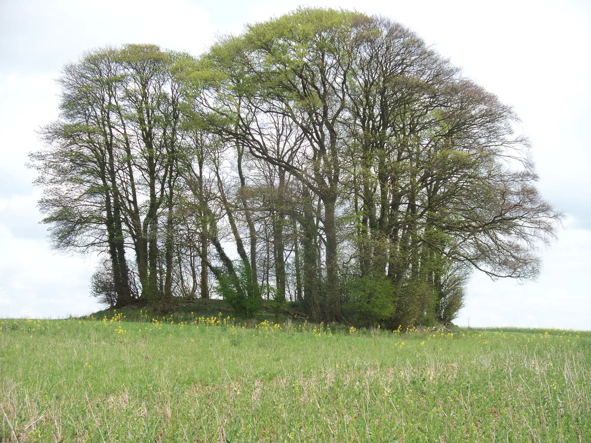 Cold Aston long barrow 200yds (180m) E of Camp Farm