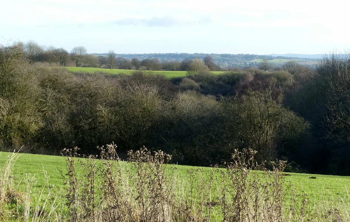 Colwick Woods