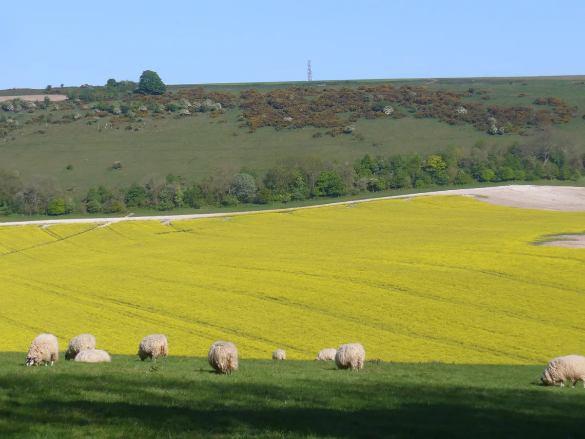 Combe Hill