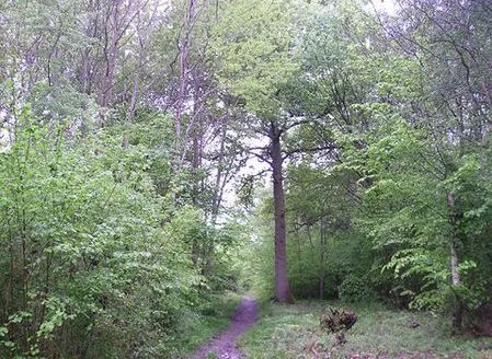 Comb's Wood