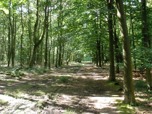 Cowleaze Wood