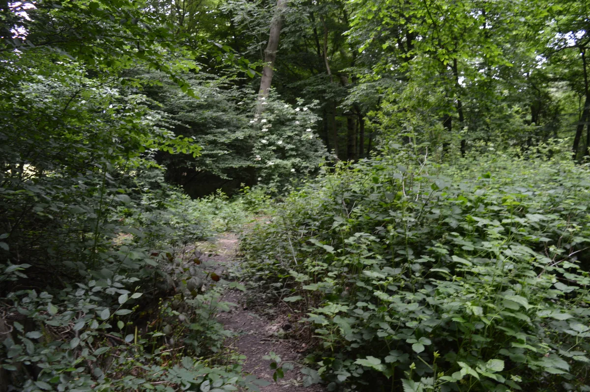 Crowsheath Wood