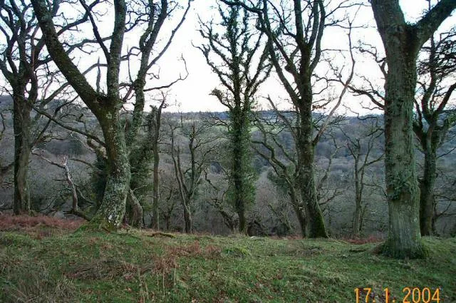 Dendles Wood