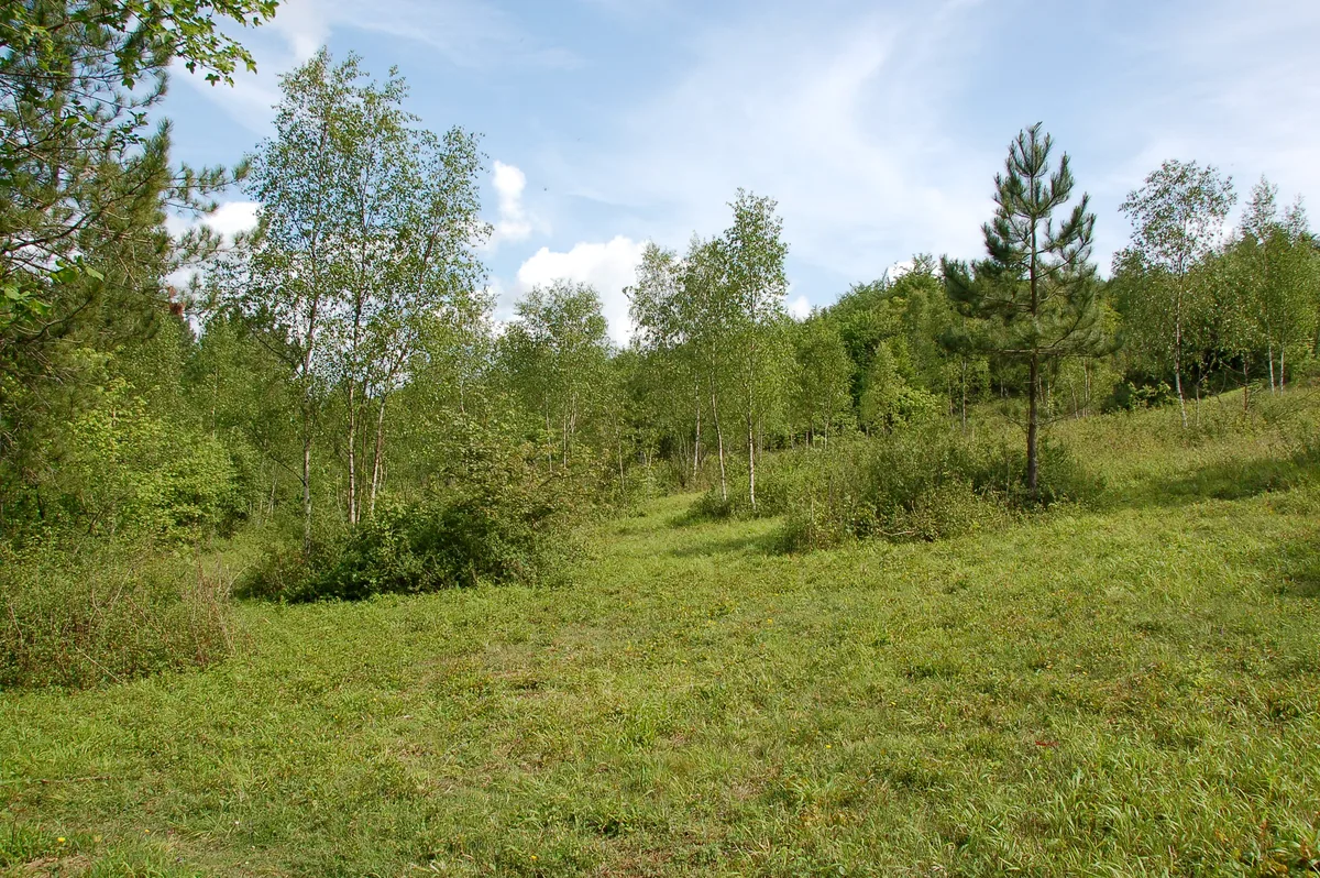 Denge Wood