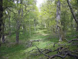 Dinnet Oakwood Special Area of Conservation