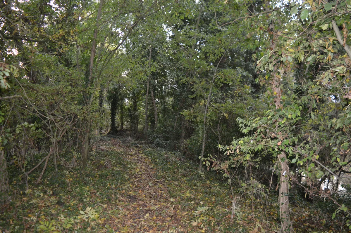 Doghouse Grove