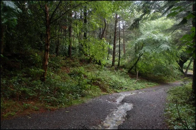 Donard Forest