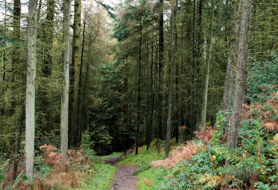 Drumkeeragh Forest