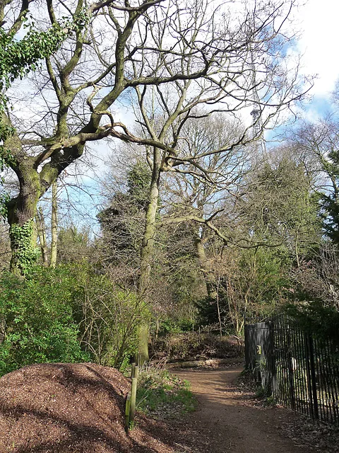 Dulwich Upper Wood