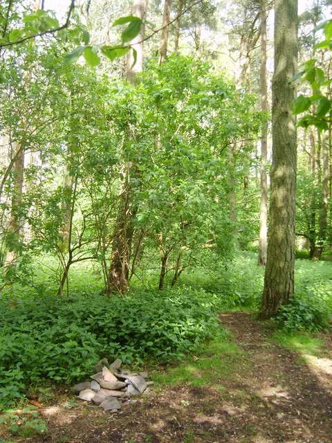 Dunmallard Hill
