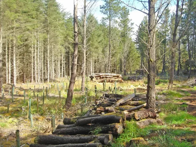 Dunnet Forest