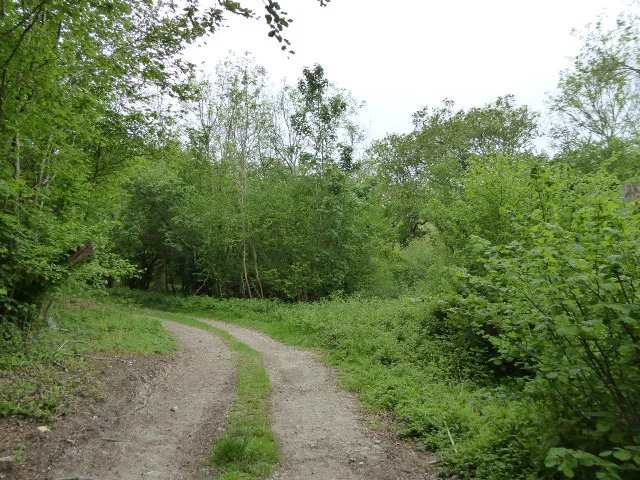 East Dean Park Wood
