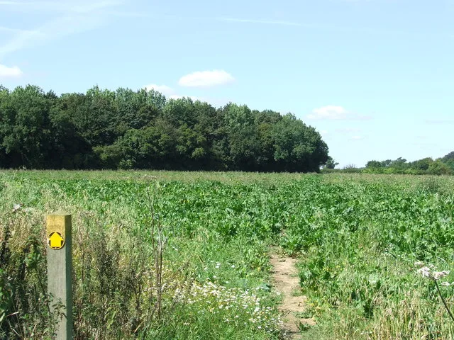 Edwardstone Woods
