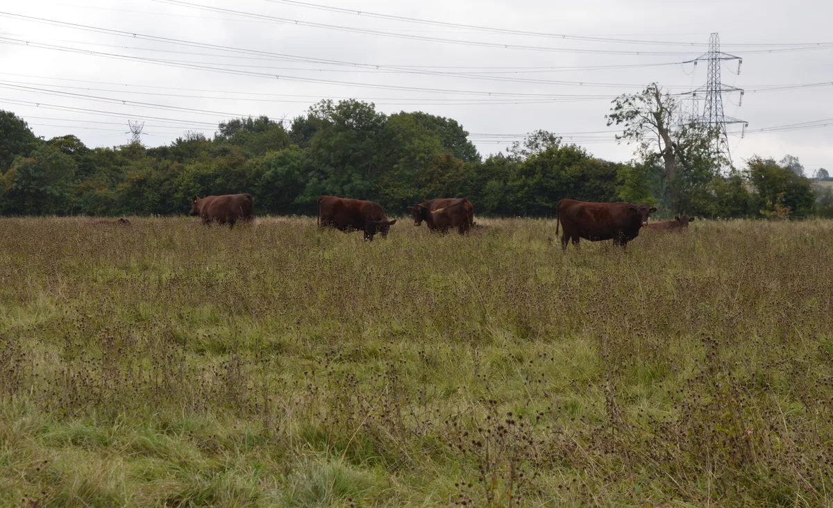 Fancott Woods and Meadows