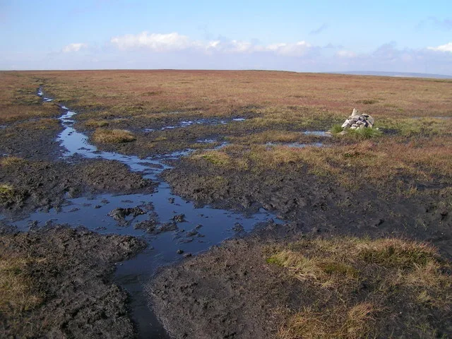 Featherbed Moss