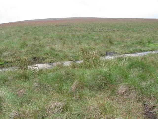 Featherbed Top