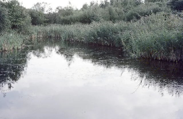 Fingringhoe Wick