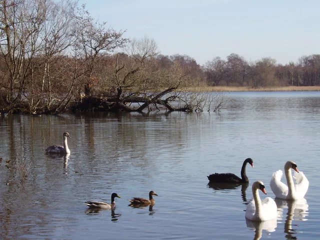 Fleet Pond Nature Reserve