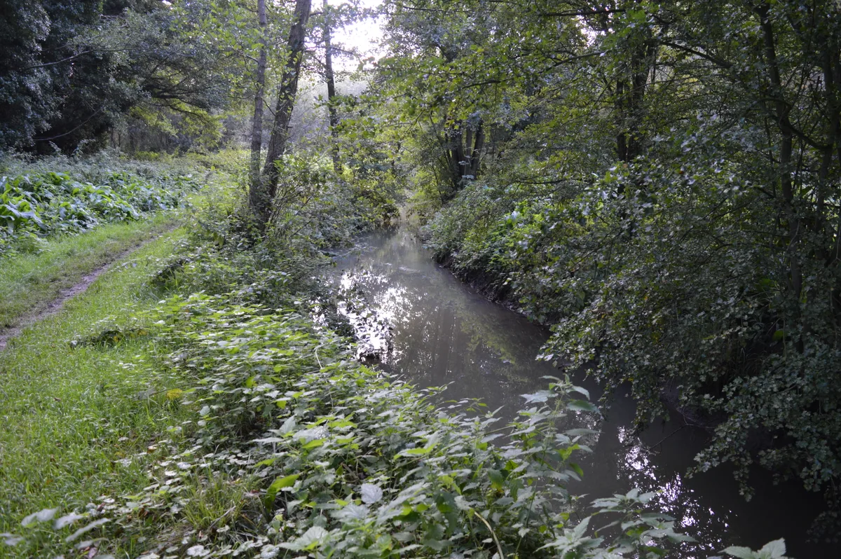 Flitwick Moor